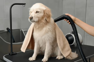 Drying in Dog Grooming