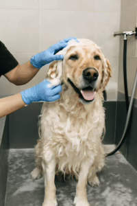 What to Expect During a Dog Bathing Session