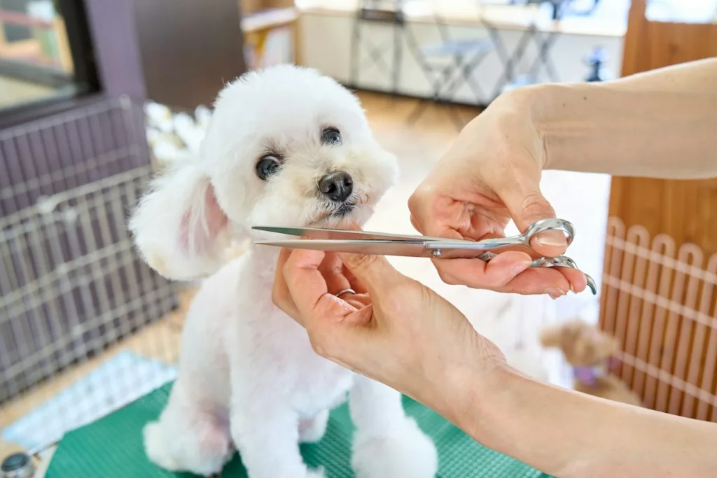 Kleiner weißer Hund bei der professionellen Fellpflege mit Schere