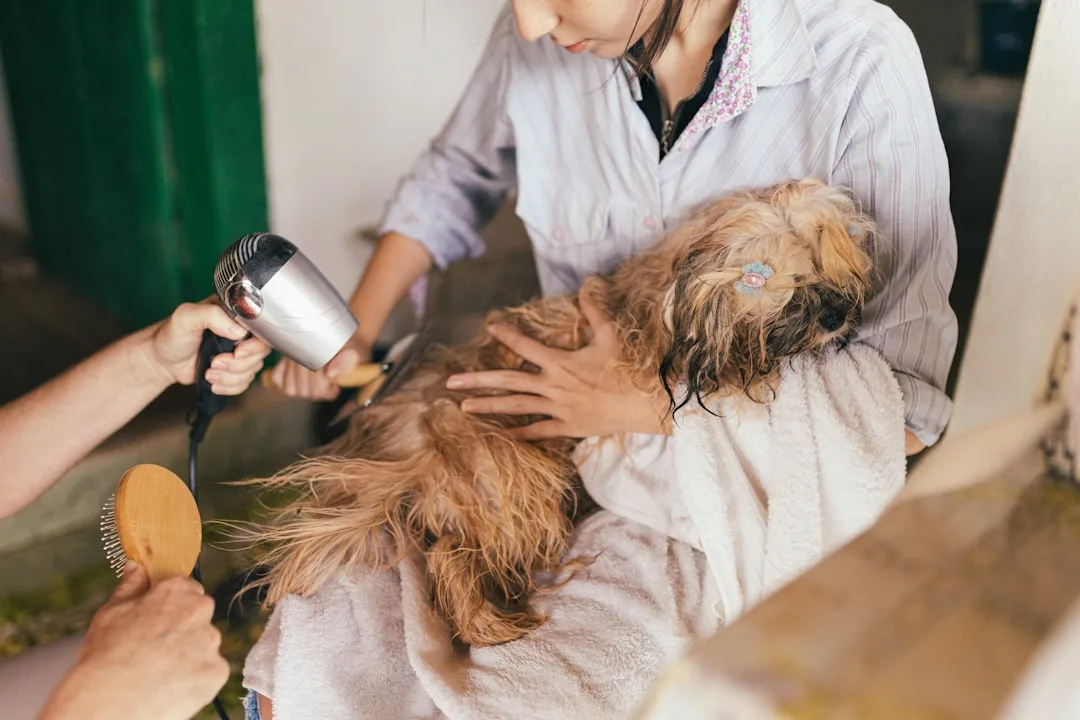 Hund wird im Rahmen einer gründlichen Fellpflege gebadet