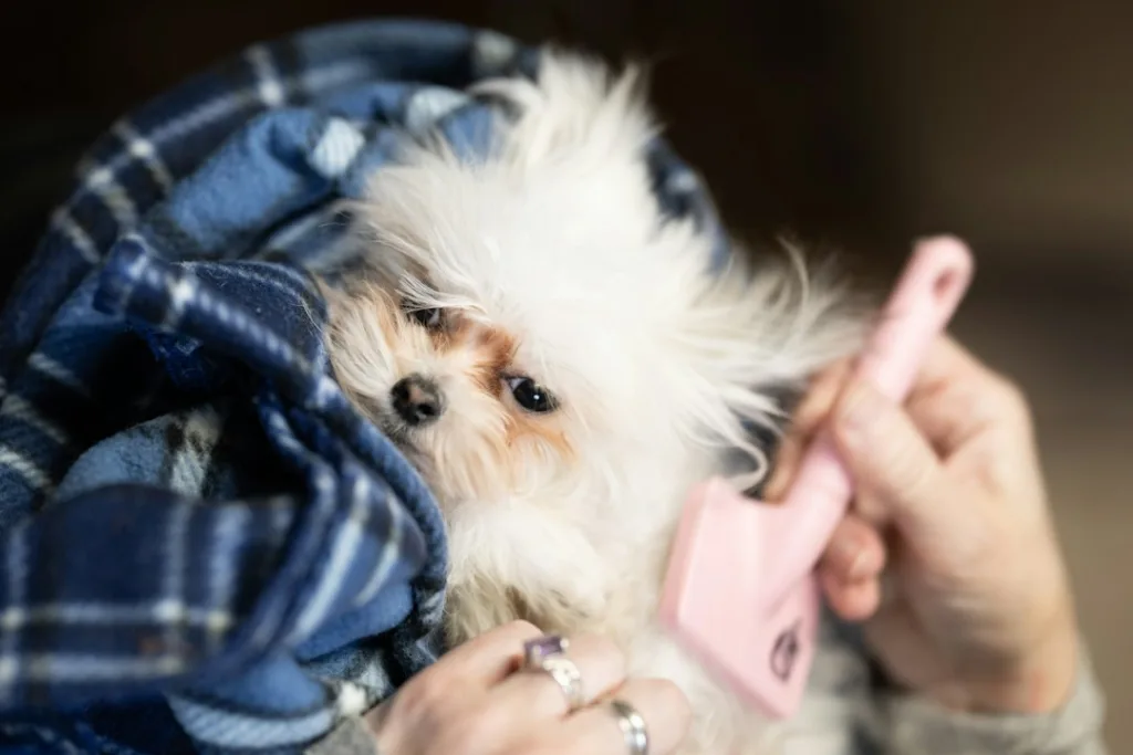 Ruhiger Hund wird während des Fellwechsels gebürstet