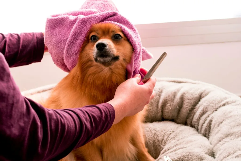 Hund bei einer ruhigen professionellen Fellpflege im Hundesalon