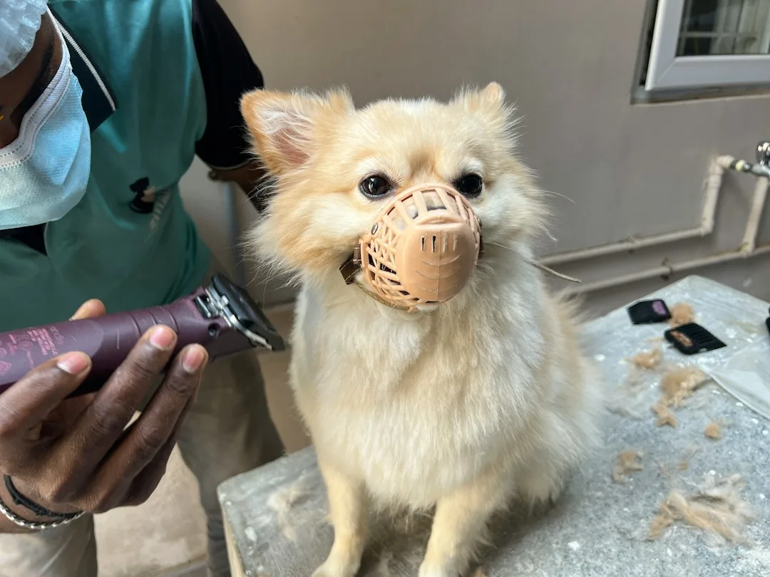 Hund wird bei einer professionellen Fellpflege geschnitten