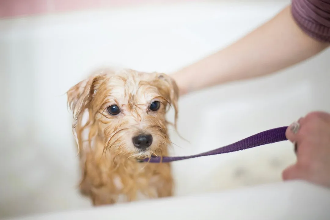 Hund während einer gründlichen Reinigung und Fellpflege