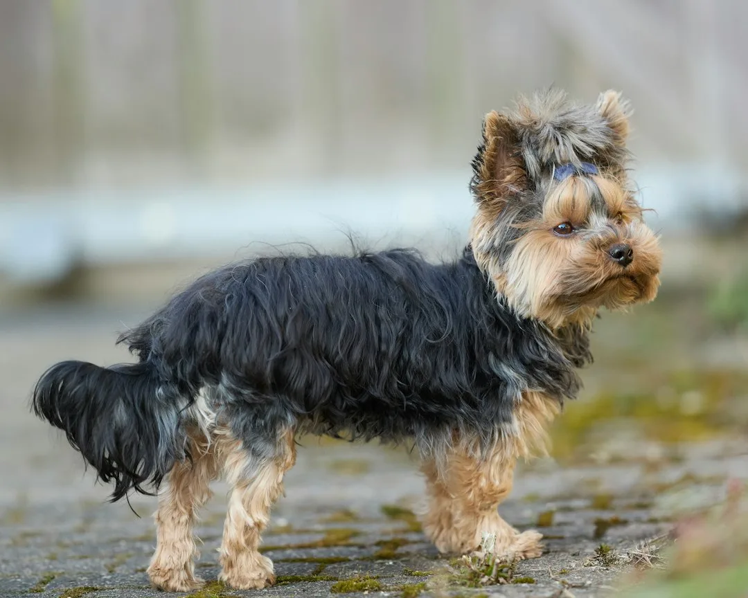 Verfilztes Hundefell: Ursachen, Vorbeugung und was jetzt sinnvoll ist 2 Yorkshire Terrier mit langem gepflegtem Fell im Freien