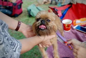 Rauhaariger kleiner Hund mit typischer strukturierter Felloberfläche