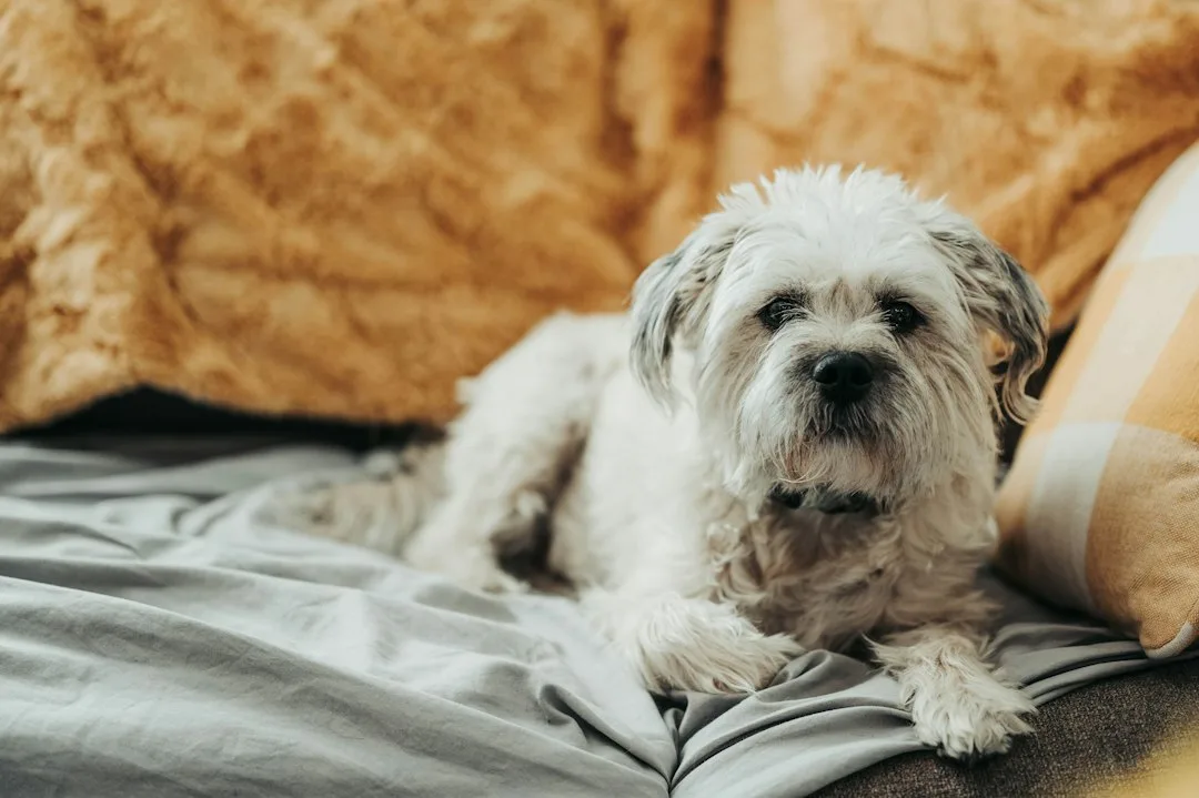 Kleiner rauhaariger Hund mit natürlicher Fellstruktur