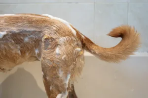Brauner Hund neben einer Badewanne als Beispiel für Hundepflege