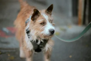 Rauhaariger Hund als Beispiel für trimmbare Fellstruktur