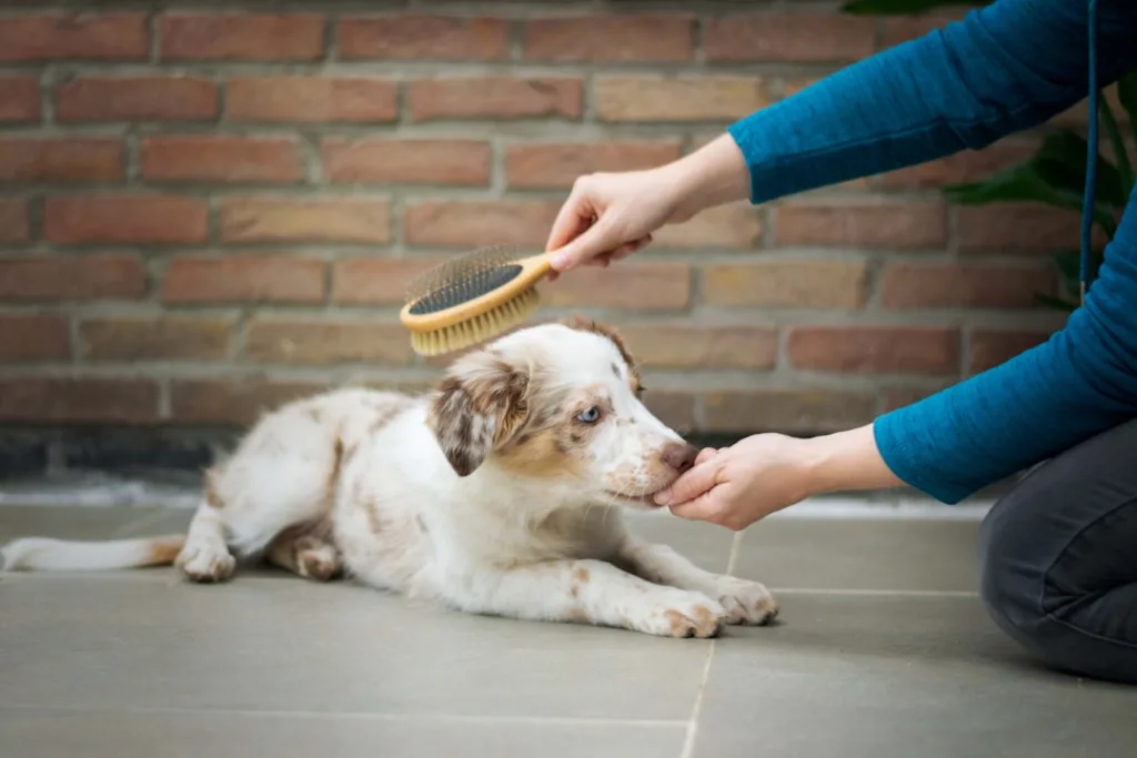 Welpe beim Hundefriseur: So gelingt der erste Salonbesuch entspannt 1 Junger Hund beim ruhigen Gewöhnen an eine Bürste